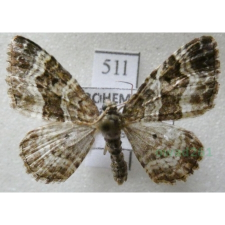 Epirrhoe alternata (Müller, 1764) Paśnik zmiennik Czech51l